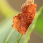 Coleophora binderella - Gefrommelde kokermot