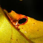 Heliozela sericiella - Eikenzilvervlekmot