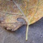 Heliozela hammoniella - Berkenzilvervlekmot