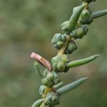 Coleophora aestuariella - Roze schorrenkruidkokermot