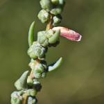 Coleophora aestuariella - Roze schorrenkruidkokermot