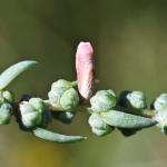 Coleophora aestuariella - Roze schorrenkruidkokermot