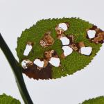 Incurvaria oehlmanniella op Vaccinium myrtillus (blauwe bosbes) - Sint-Truiden ~ Nieuwenhoven (Lim.) 15-08-2015 ©Steve Wullaert 