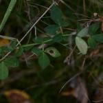 Leucoptera lotella - Rolklaversneeuwmot