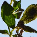 Leucoptera lotella - Wavreille ~ Ry d'Hôwisse (Namen) 23-09-2017 ©Steve Wullaert