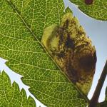 Leucoptera malifoliella - Emmels (Luik) 11-08-2019 ©Steve Wullaert