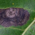 Leucoptera sinuella - Populierensneeuwmot