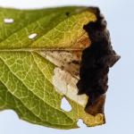 Monochroa conspersella - Kalmthout ~ De Kalmthoutse Heide - Langven (Antwerpen) 28-09-2019 ©Damien Gailly
