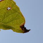 Monochroa conspersella - Meeuwen ~ Vallei van de Abeek - In de Goorten (Limburg) 07-09-2019 ©Steve Wullaert