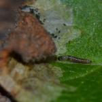 Monochroa conspersella - Witvlekboegsprietmot