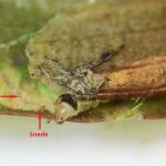 Elophila nymphaeata - Waterleliemot