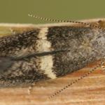 Elachsita obliquella - Geringde grasmineermot