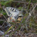 Papilio machaon - Nismes ~ Tienne Breumont (Namen) 21-07-2018 ©Steve Wullaert