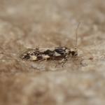 Parachronistis albiceps - Zutendaal ~ Lieteberg (week van het insect) Limburg 02-06-2019 ©Steve Wullaert