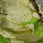 Paracrania chrysolepidella - slanke purpermot