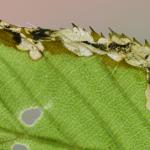 Paracrania chrysolepidella - slanke purpermot
