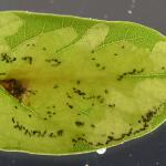 Parectopa robiniella - Acaciamineermot