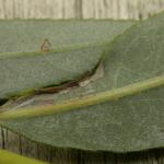 Phyllocnistis saligna - Wilgenslakkenspoormot