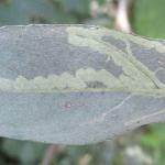 Phyllocnistis valentinensis - Geel-slakkenspoormot