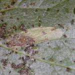 Phyllonorycter comparella - Abeelvouwmot