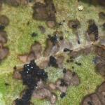 Phyllonorycter junoniella - Vossenbesvouwmot