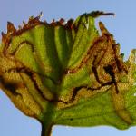 Phylloporia bistrigella - Gelijnde witvlekmot