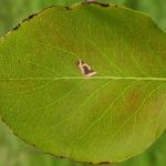 Recurvaria nanella - Fruitpalpmot