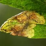 Stigmella hybnerella - Meidoornmineermot