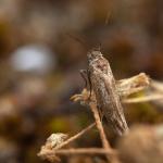 Scythris cicadella - Koksijde ~ Ter Yde (West-Vlaanderen) - 05-07-2020 ©Damien Gailly