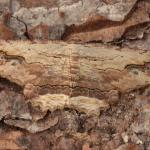 Menophra abruptaria - Dinant ~ Devant-Bouvignes (Namen) 01-08-2021 ©Steve Wullaert