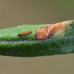 Spilonota ocellana - Rode knopbladroller