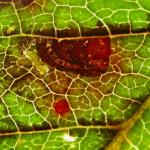 Stigmella prunetorum - Spiraalmineermot