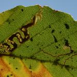 Stigmella tityrella - Bohan ~ Les Dolimarts (Namen) 12-10-2019 ©Steve Wullaert 
