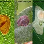 Tischeria dodonaea - decidua - ekebladella