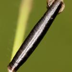 Coleophora vibicella - Grote goudkokermot