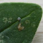Coleophora albitarsella - Zwarte weidekokermot