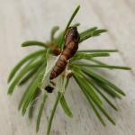 Archips oporana - Fraaie dennenbladroller