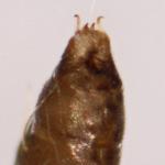 Phyllonorycter messaniella - Veelvraatvouwmot