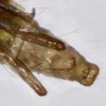 Phyllonorycter anderidae - Berkenopslagvouwmot