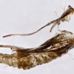 Phyllonorycter anderidae - Berkenopslagvouwmot