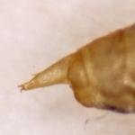 Phyllonorycter trifasciella - Oranje kamperfoelievouwmot