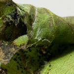 Caloptilia roscipennella - Walnootsteltmot