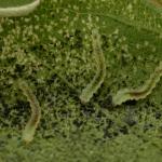 Macrosaccus robiniella - acaciavouwmot