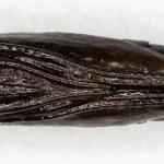 Argyresthia reticulata - Zuidelijke pedaalmot