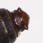 Bucculatrix bechsteinella - Meidoornooglapmot