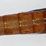 Cosmopterix zieglerella - Hopprachtmot