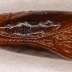 Exoteleia dodecella - Dennenlotmot