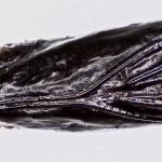 Mompha epilobiella - Gewone wilgenroosjesmot