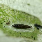 Phyllonorycter comparella - Abeelvouwmot