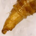 Phyllonorycter esperella - Haagbeukblaasmijnmot